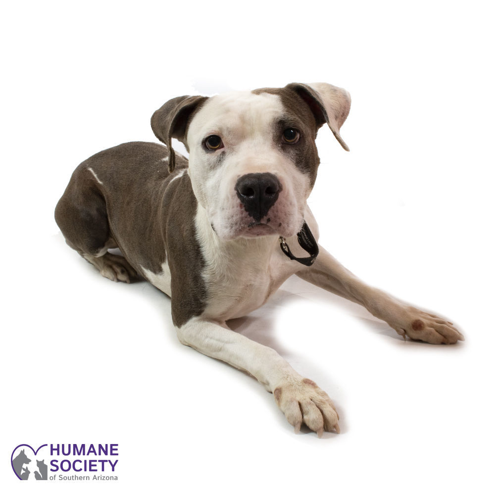 Adopt a friend: Ilani